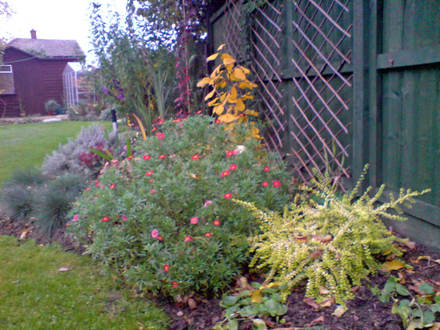 woodland bed