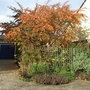 Prunus 'Accolade' - autumn colour (Prunus 'Accolade')