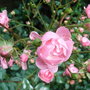 Rosa 'The Fairy' again (Rosa 'The Fairy')