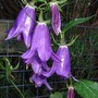 Campanula__sarastro