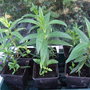 Recently potted up rooted Penstemon cuttings. (Penstemon)