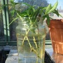 Penstemon cuttings in water (Penstemon)
