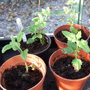 Verbena 'Seabrook's lavender' cuttings (Verbena)