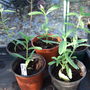 Verbena bonariensis cuttings (Verbena bonariensis)