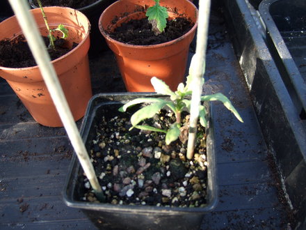 Osteospermum cutting (Osteospermum jucundum)