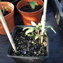 Osteeospermum_cutting