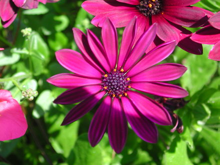 Maroon Osteospermum (Osteospermum jucundum)