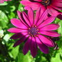 Maroon_osteospermum