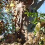 Eucalyptus trunk (Eucalyptus)