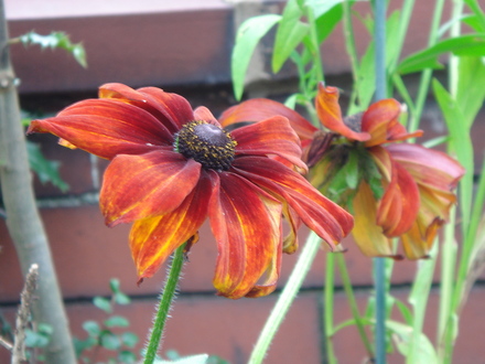 Rudbeckia - Oct 2007 (Rudbeckia hirta (Black-eyed Susan))