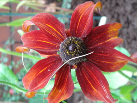 Rudbeckia - Oct 2007 (Rudbeckia hirta (Black-eyed Susan))