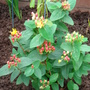 Hypericum elite 'Mayor' (Hypericum olympicum (Hypericum))