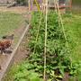 Growingtomatoes