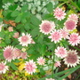 Astrantia - Nov 2007 (Astrantia major (Masterwort))