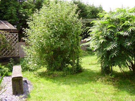 Home made pegola and rustic bench