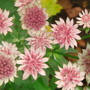 Astrantia flowerheads close-up (Astrantia major (Masterwort))
