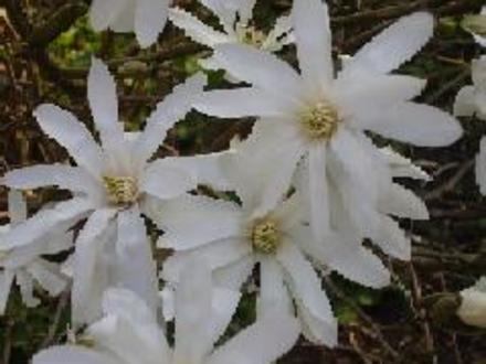 Magnolia Stellata (Magnolia stellata)
