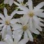 Magnolia stellata