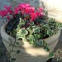 Cyclamen in a tub for the autumn. (Cyclamen persicum)