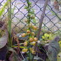 chocolate foxglove