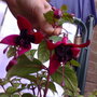 fuchsia black