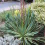 Yucca gloriosa 'Variegata' (Yucca gloriosa 'Variegata')