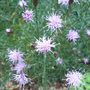 Centaurea_simplicicaulis