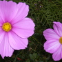 P1010899.jpg