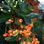 Pyracantha in confusion (Pyracantha)
