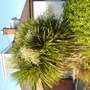 torbay palm (Cordyline australis)