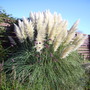 Pampas grass at Harlow carr