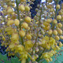 nov 07 (Mahonia japonica (Mahonia))