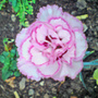 nov 07 (Dianthus plumarius (Border Pink))