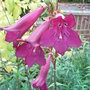 Penstemon__blackbird_