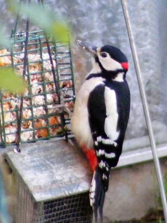 My Visitor
