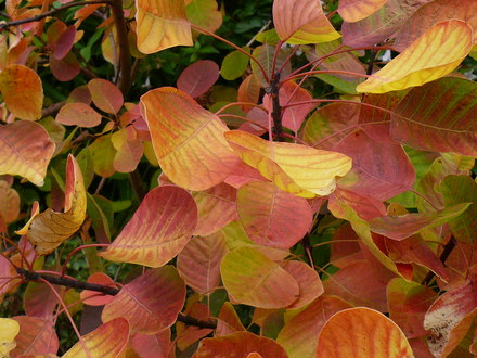 The_Dingle_-_Autumn_07_020.jpg