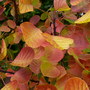The_dingle_-_autumn_07_020
