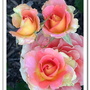 Rose6