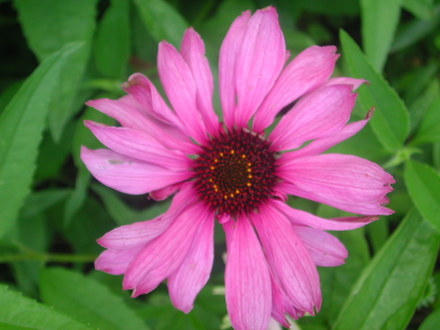 Echinacea.jpg (Echinacea purpurea)