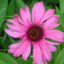Echinacea
