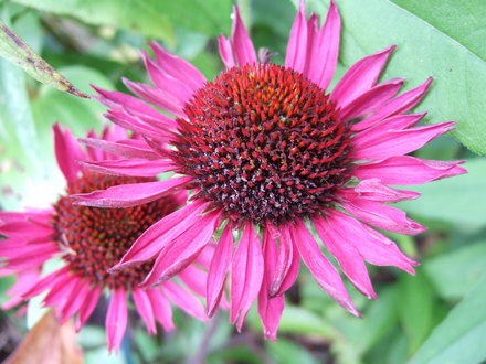 Echinacea__Vintage_Wine_.jpg (Echinacea purpurea)