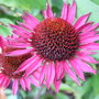 Echinacea__vintage_wine_