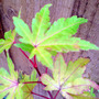 acer palmatum 'sango-kaku' (Acer palmatum)
