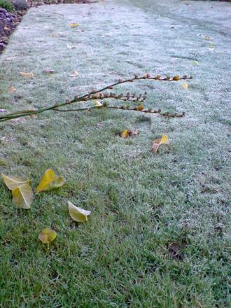 first real winter morning (Crocosmia x crocosmiiflora (Montbretia))