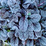 winter has arrived in essex! (Ajuga reptans (Bugle))