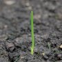 Overwintering onions sprouting