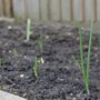 Overwintering onions sprouting