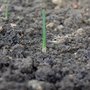 A few garlic shoot