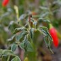 Chilis after the frost (Capsicum frutescens (Chilli))