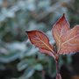 Autumn colours with frost (Weigela florida)